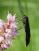 Odezia atrata
